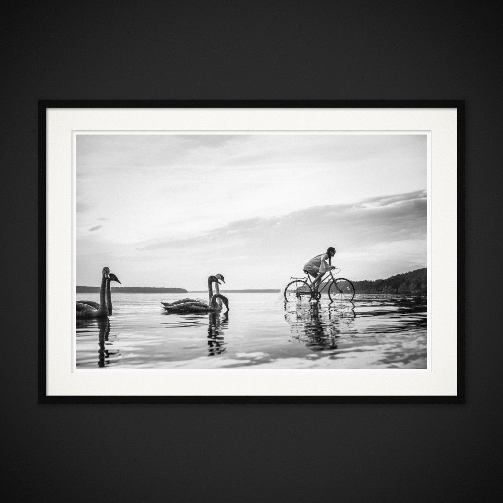 Swan Lake — A bicycle and swans share the same stretch of shallow water. Framing preview by Albert Pocej; frame not included.
